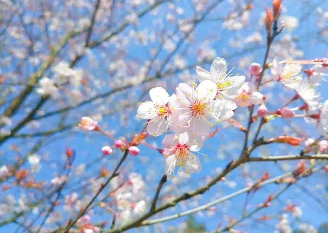 春游江淮请您来滁州市春季赏花必游榜