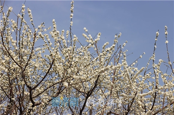 白花山碧桃展笑颜似有一树带香春上雪