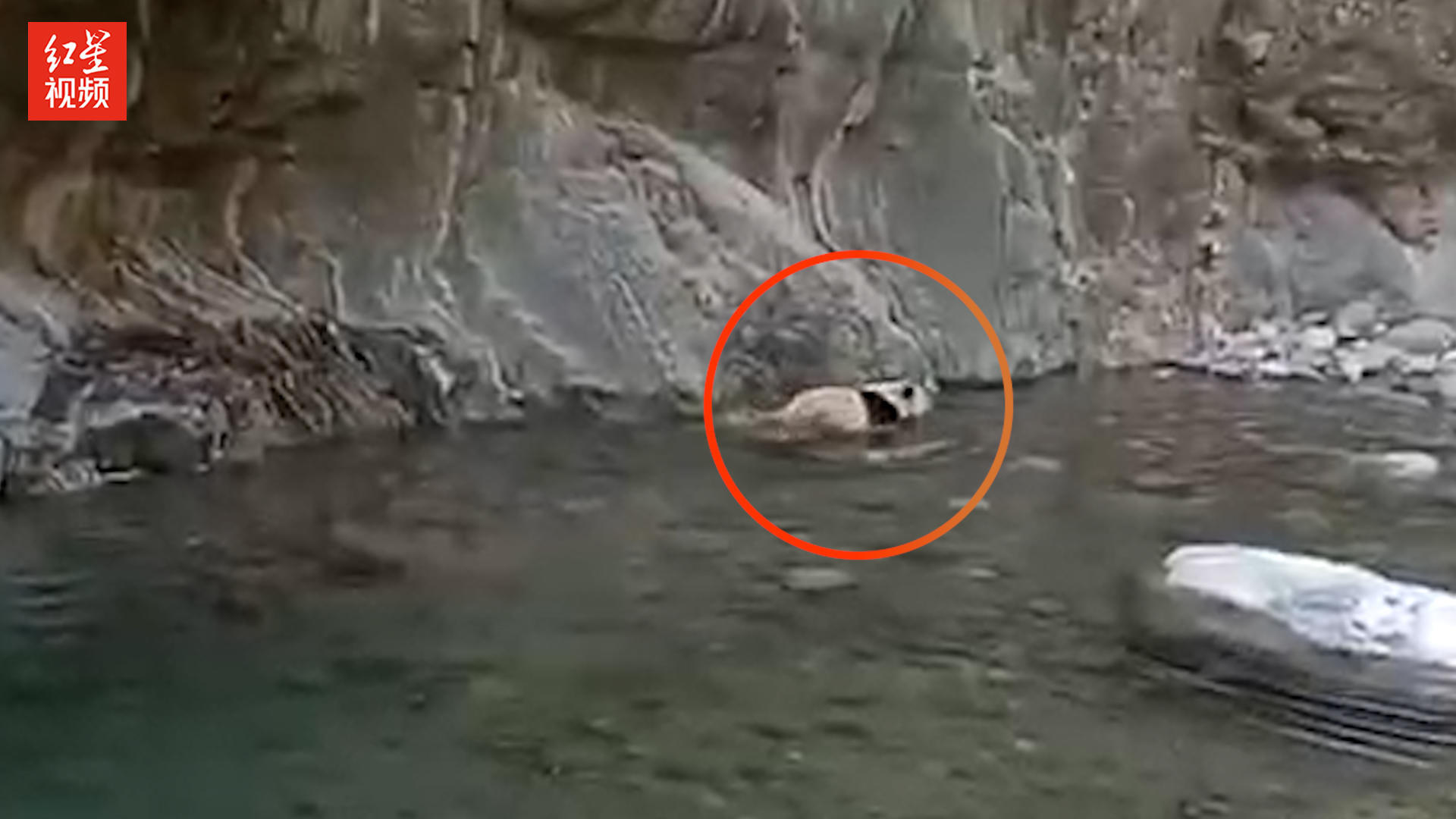 四川平武村民拍到野生大熊猫游泳戏水