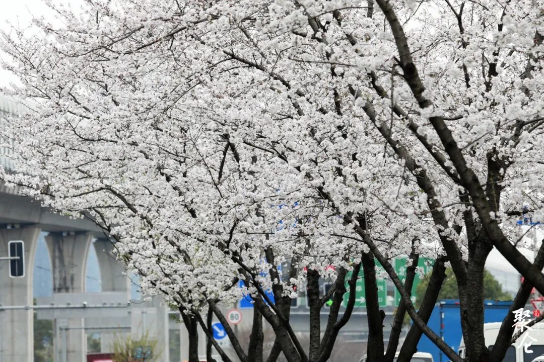 浪漫北侖等你赴約櫻花大道絕佳觀賞點位揭秘