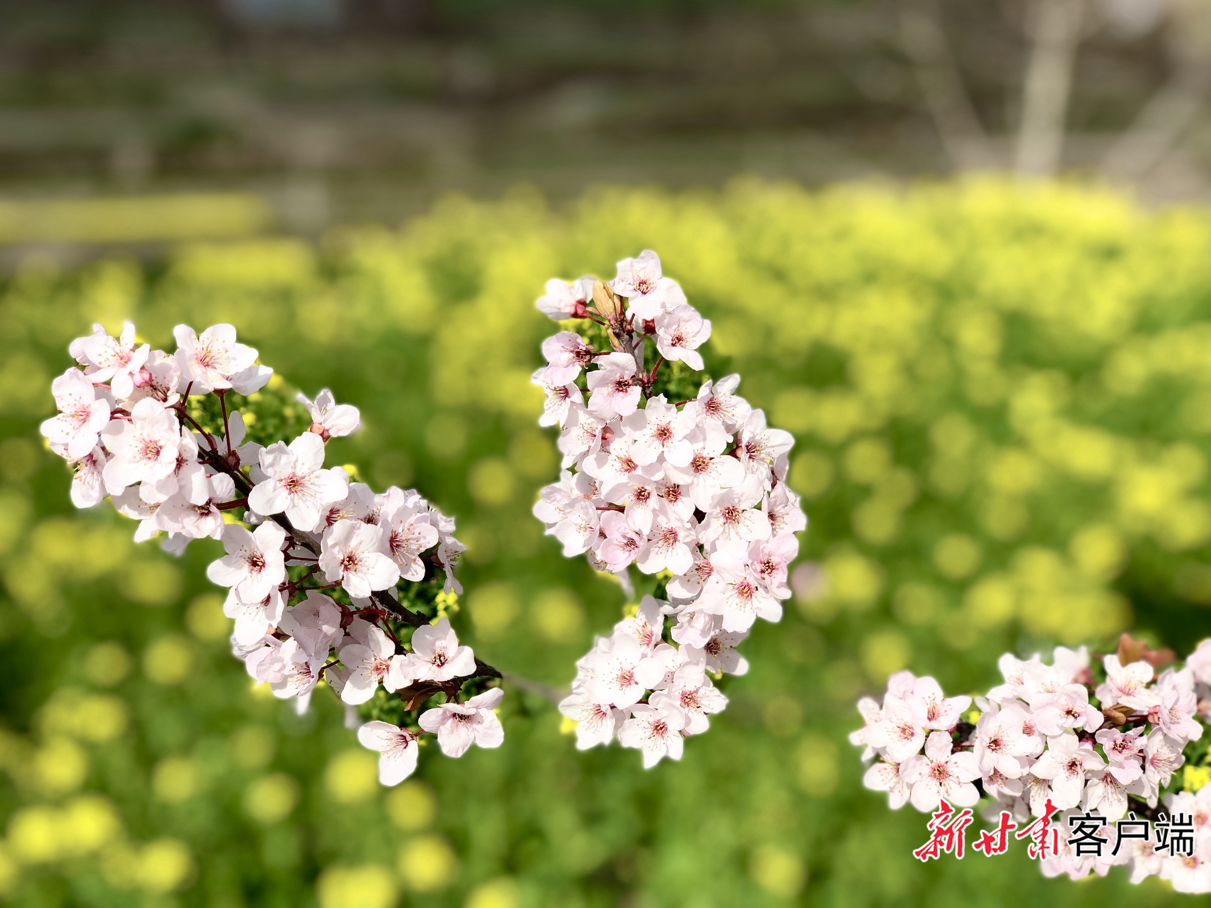 三月的迭部，草木蔓发、春山竞秀、春和景明。