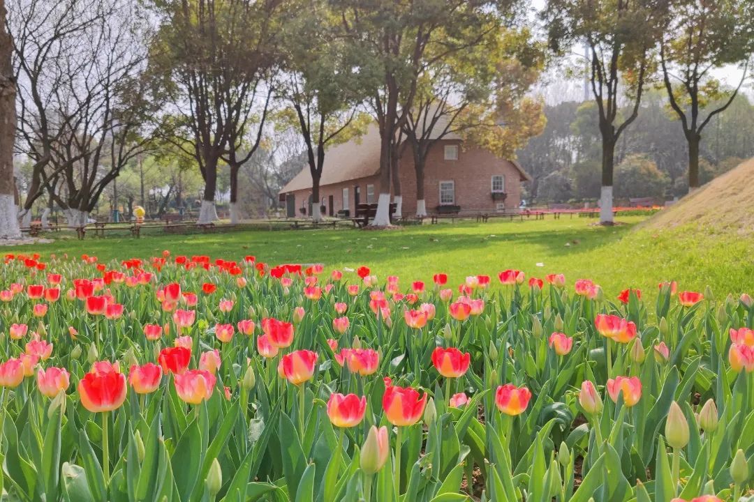 濱江公園雲賞花把最美的鬱金香花海送給你