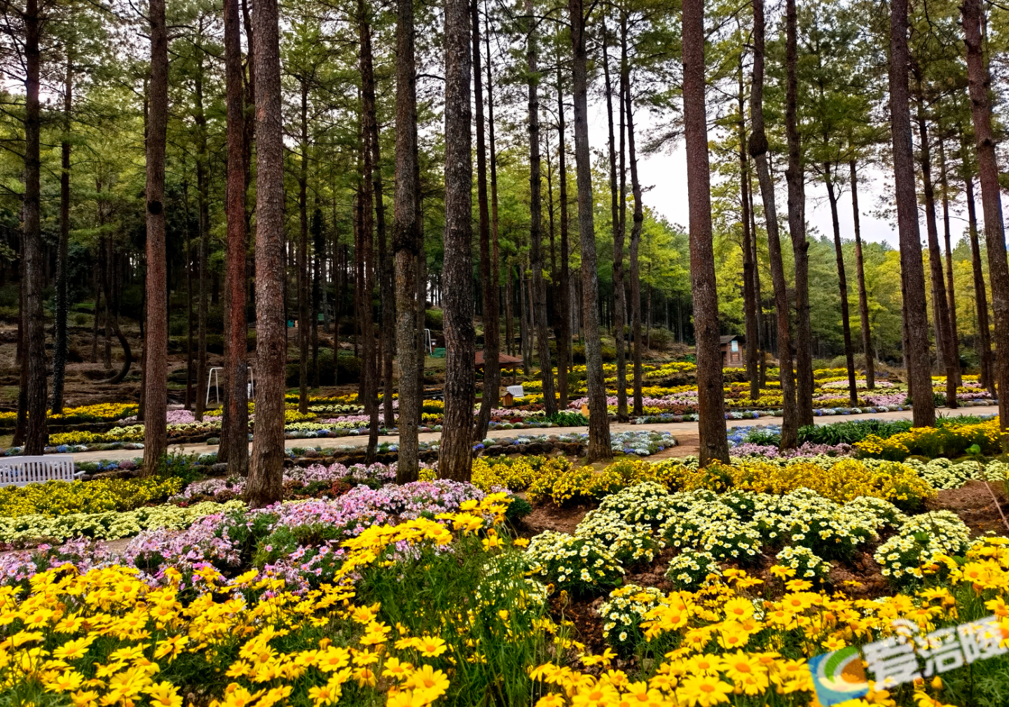 大木乡林下花园鲜花绽放