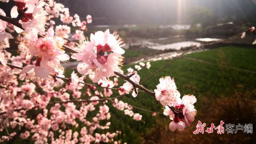 桃花在山川间迎春怒放