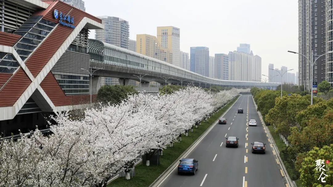 北仑樱花大道图片图片