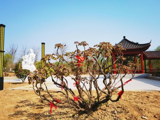 曹州牡丹园备战牡丹节新进展都在这，快来一睹为快吧