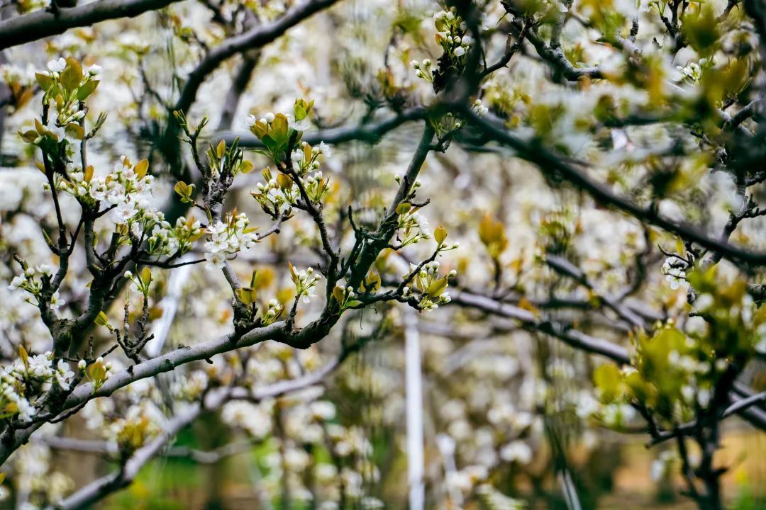 云赏花苏州通安树山千亩梨花海悄然绽放