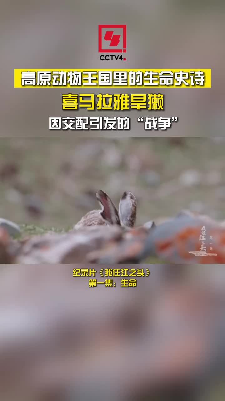 《我住江之头》｜喜马拉雅旱獭 因交配引发的“战争”