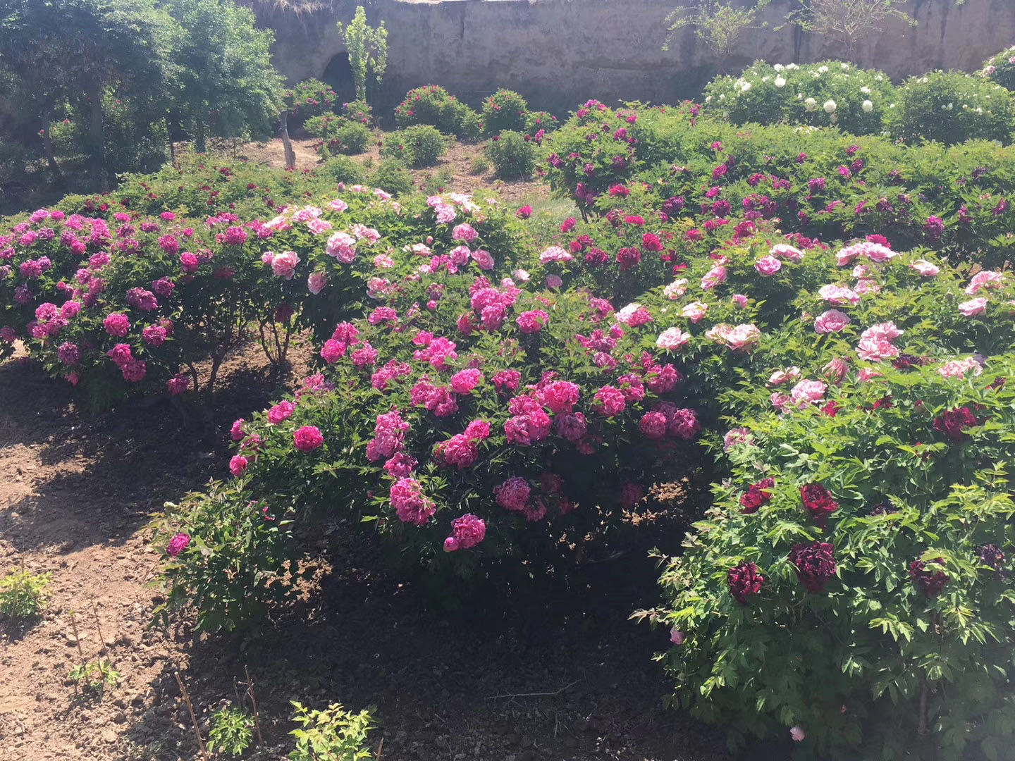 2000亩山地中川牡丹园孕育出牡丹界的观赏新宠儿树牡丹