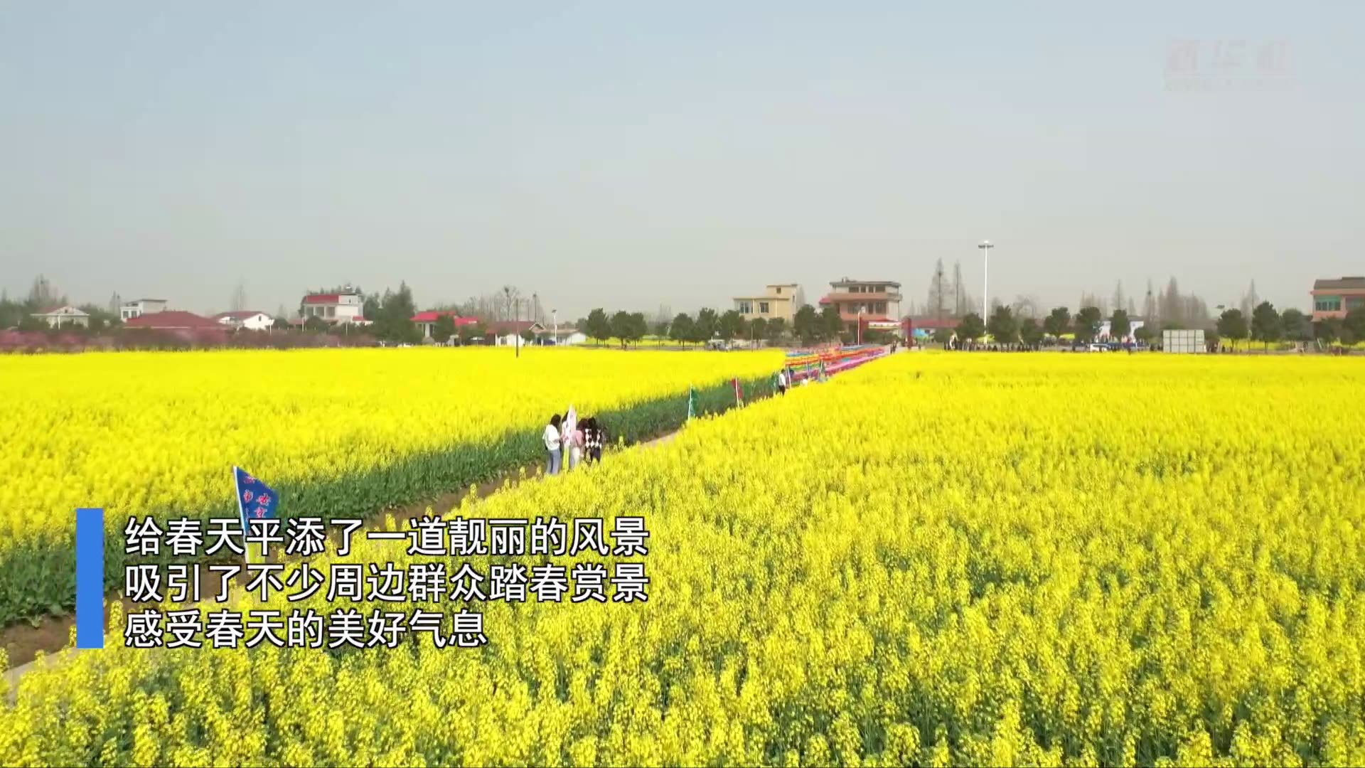 湖南安乡：油菜花开乡村美 游客踏青赏花来