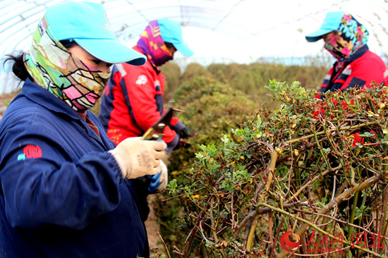 技术人员在定州二明月季种植基地修剪月季。 周永摄