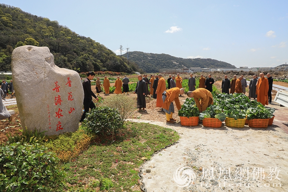 道慈大和尚一行赴普陀山普济农庄出坡劳作（图片来源：凤凰网佛教 摄影：普陀山佛教协会）