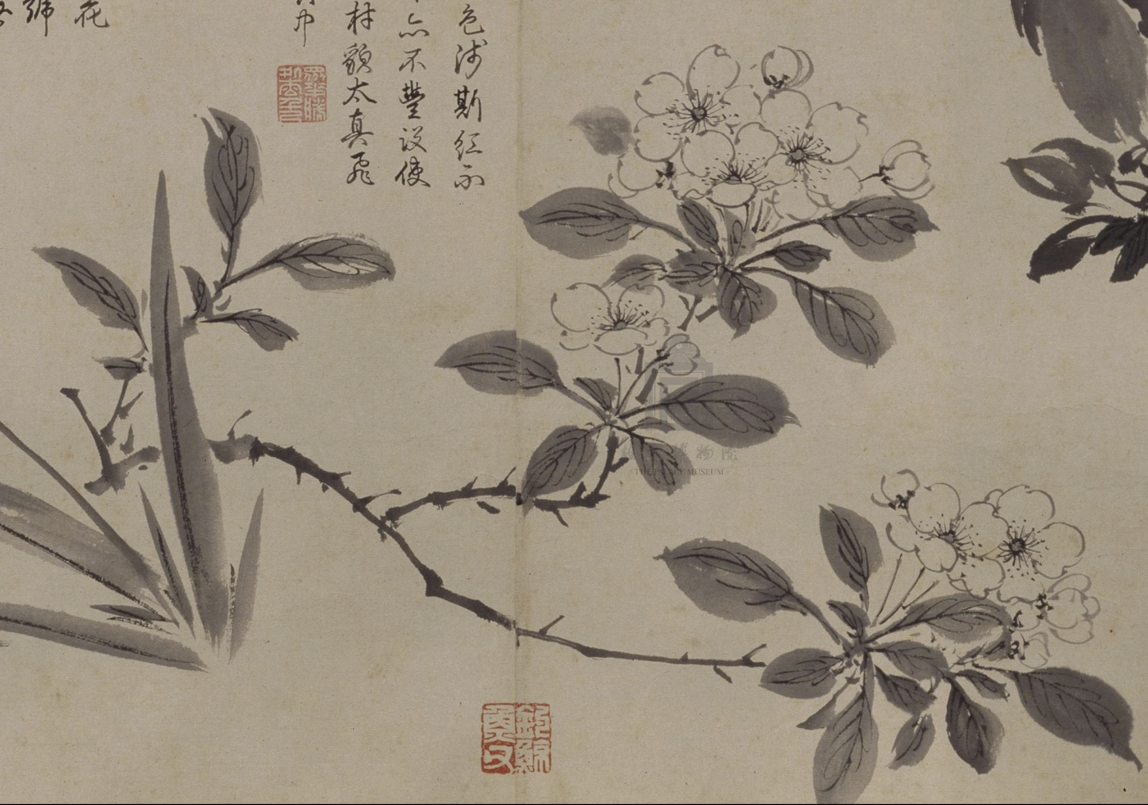 明 周之冕 《百花图》卷(局部海棠) 故宫博物院藏