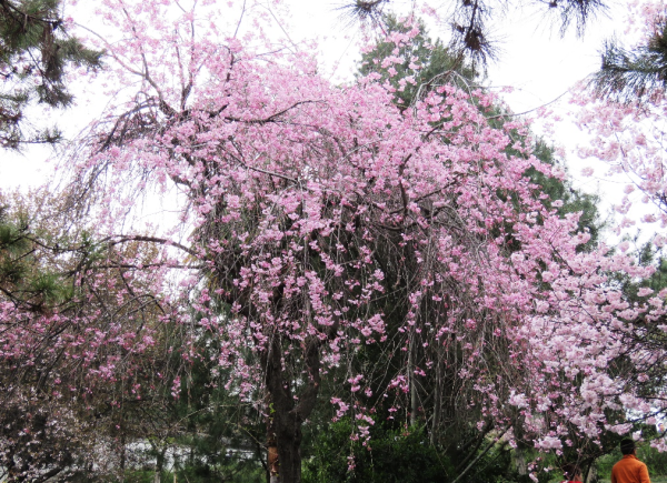 八重红枝垂C樱花