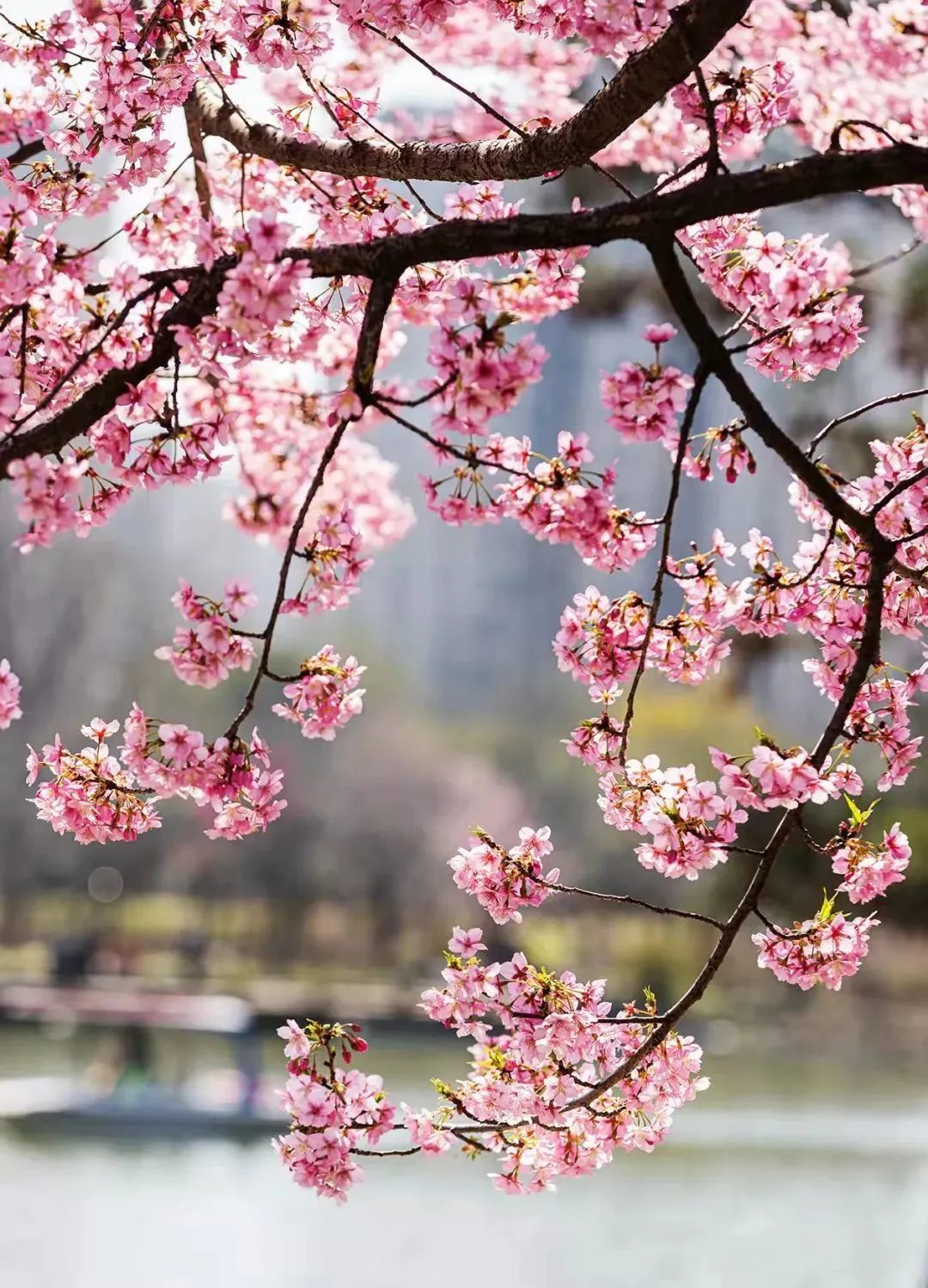 云赏安徽三月滁州浪漫花季