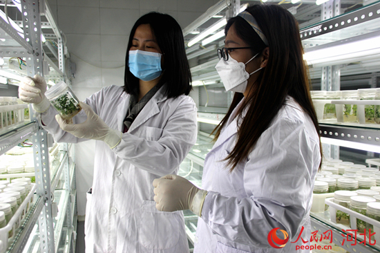 定州市绿谷农业科技发展有限公司工作人员在无菌培养室察看新型育苗的长势情况。 周永摄