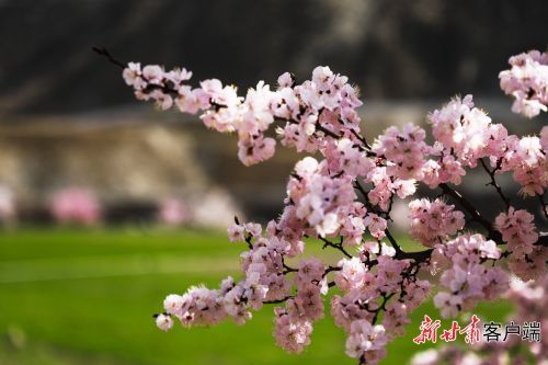 桃花在山间怒放