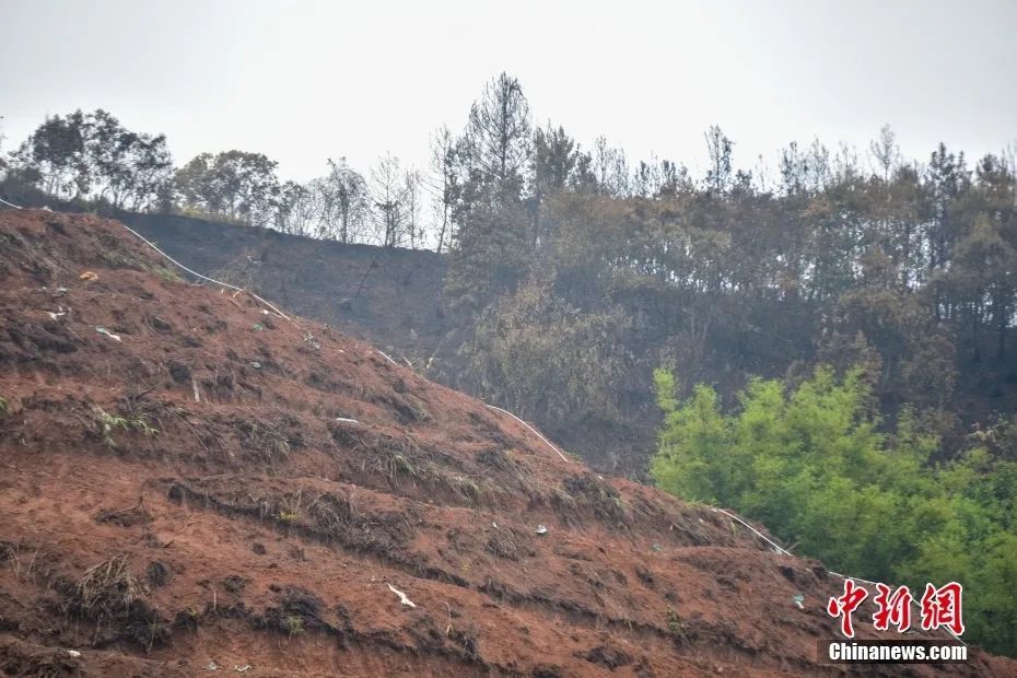 3月24日，广西梧州市藤县东航MU5735航班坠机事故现场，附近山坡上分散着一些布条。中新社记者 王以照 摄