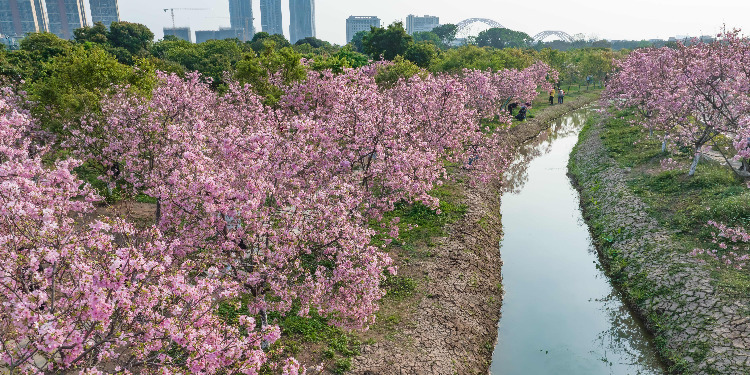 广东多地花卉迎来盛花期，2022广东森林文化周春季活动正式启动