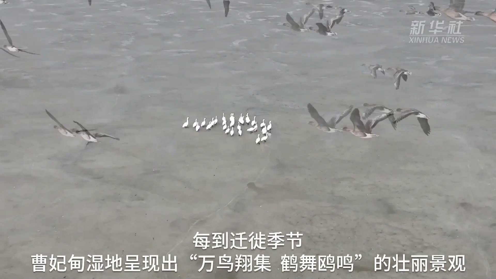 河北曹妃甸：春风拂湿地  天鹅舞翩跹