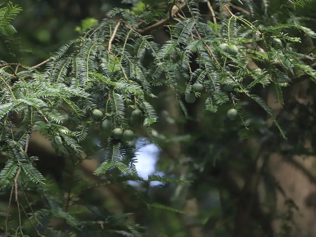 国家二级重点保护野生植物.