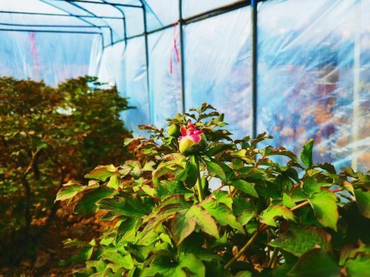 曹州牡丹园备战牡丹节新进展都在这，快来一睹为快吧