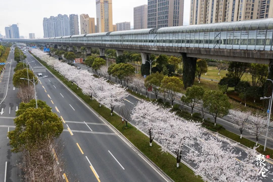 北仑樱花大道图片图片