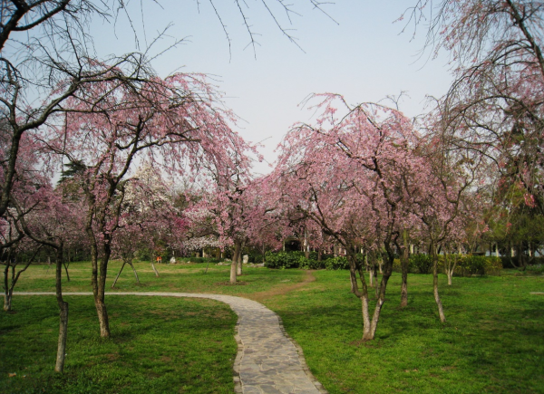 南京和平友好樱花园图片