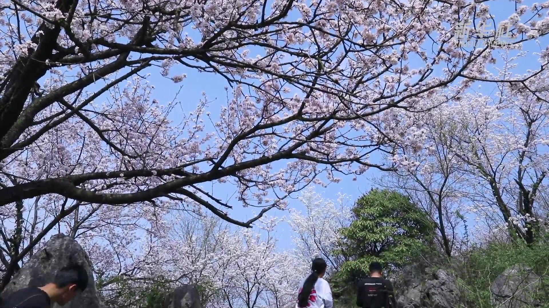 咸宁葛仙山樱花图片