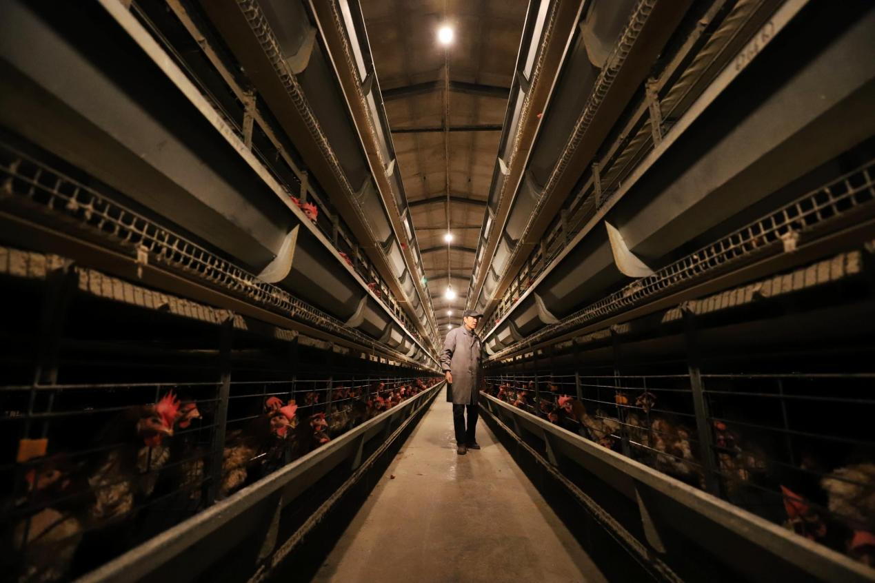 河北平乡蛋鸡养殖开启智能模式