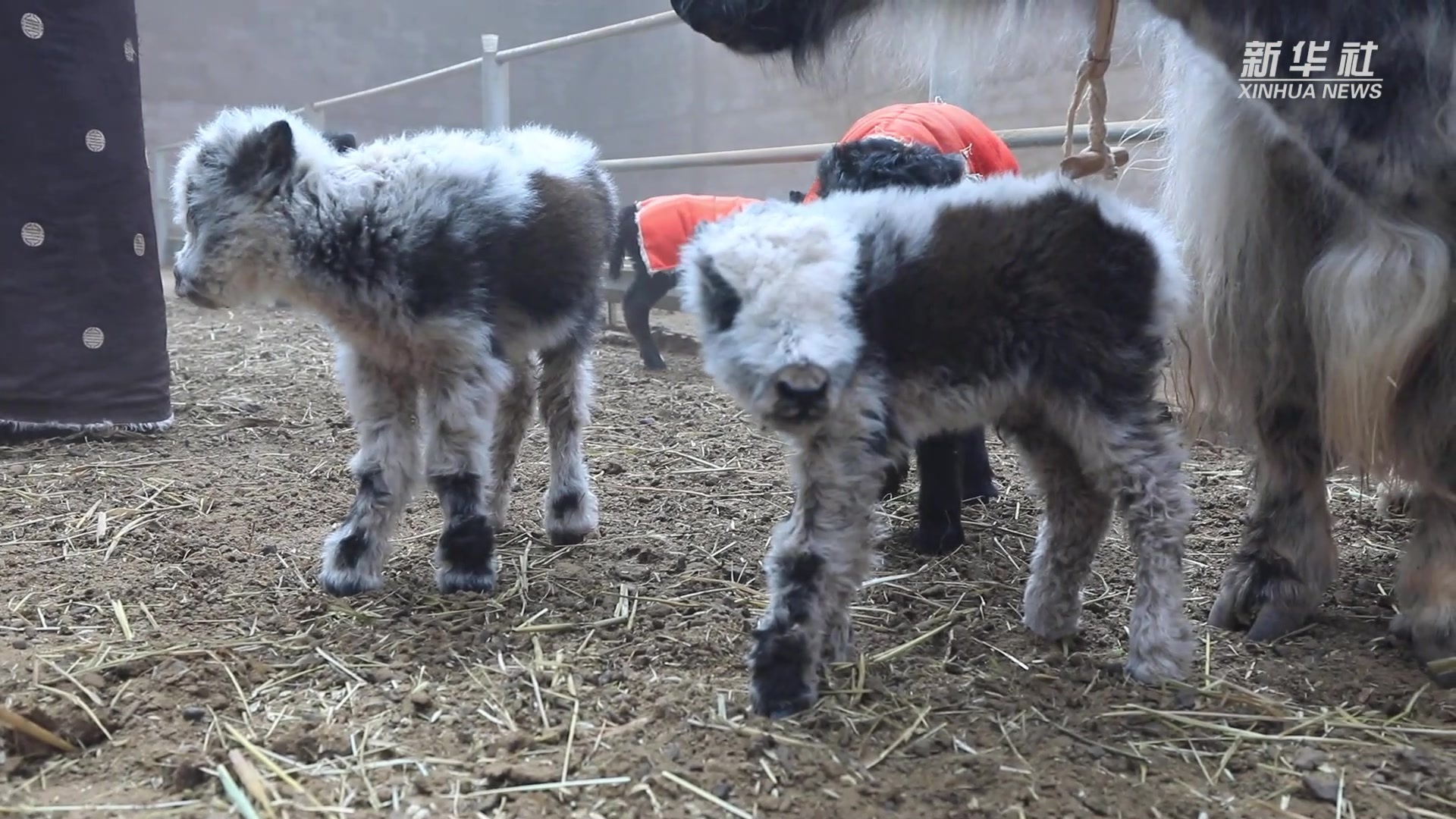 牦牛宝宝高原扎堆出生