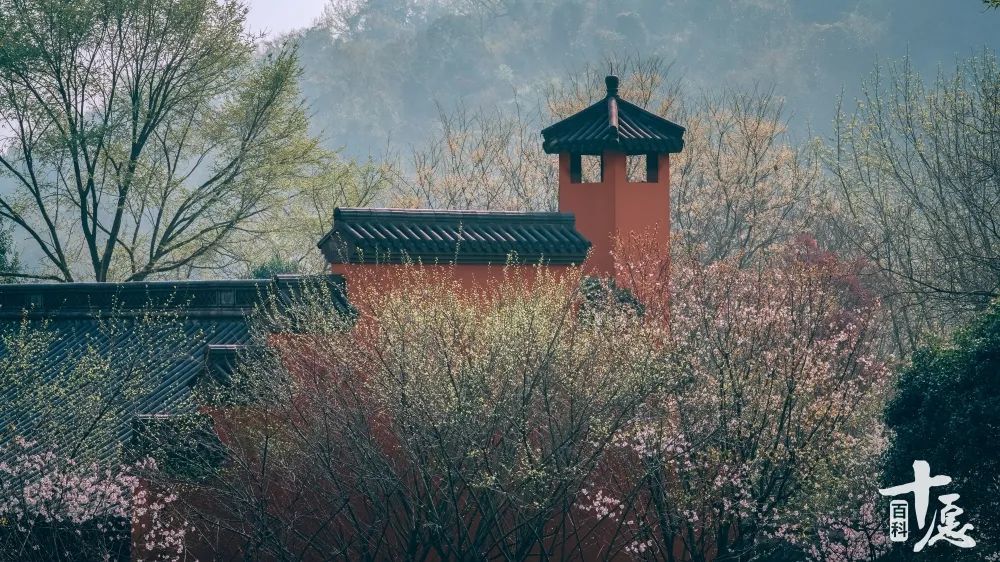 8寺54張圖南方寺院春季即景禪意春意兩相宜