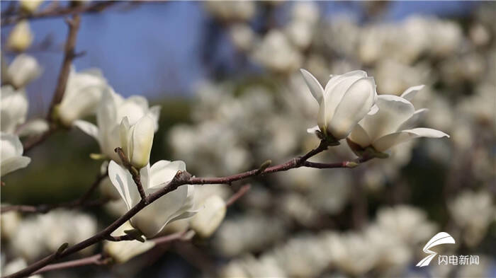 最是一年春好處壽光無處不飛花