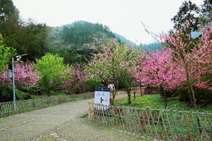 芙蓉镇双世度假区「春日赏花图鉴」请查收！