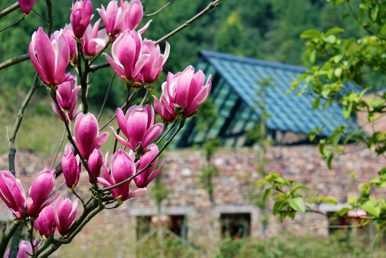 芙蓉镇双世度假区「春日赏花图鉴」请查收！