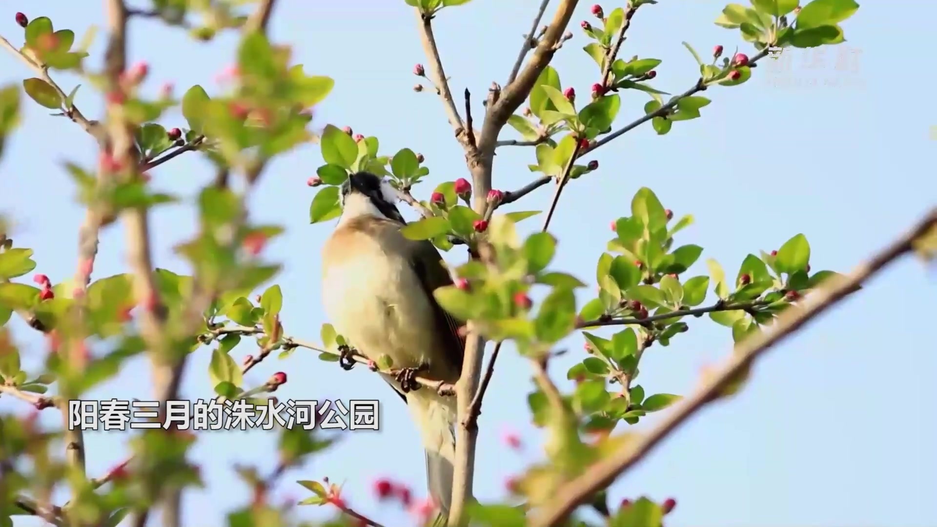 洙水河畔 春意盎然