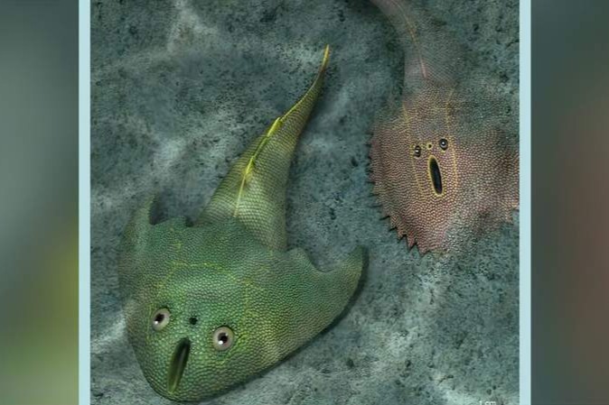 神奇！中国发现4亿多年前古鱼化石：像极了表情包_凤凰网