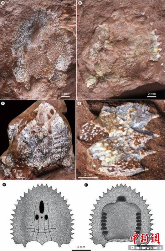 刺猬安吉鱼头甲化石照片及其复原图。图源：盖志琨摄/冯鸣娟绘 中科院古脊椎所 供图