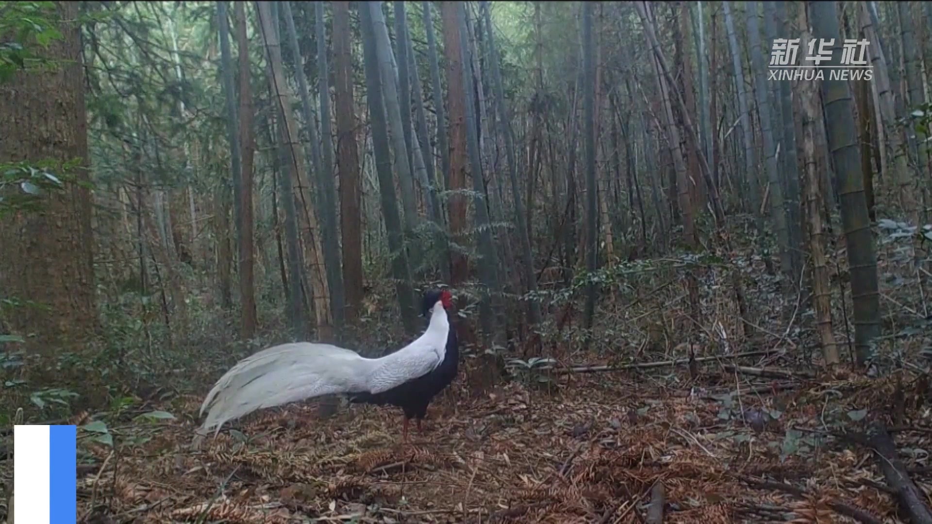 红外相机抓拍罕见画面——庐山白鹇振翅求偶