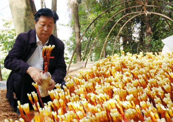 一年割8次、种一次能长15年!巨菌草真的能发家致富吗?