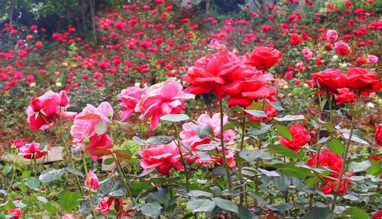 芙蓉镇双世度假区「春日赏花图鉴」请查收！