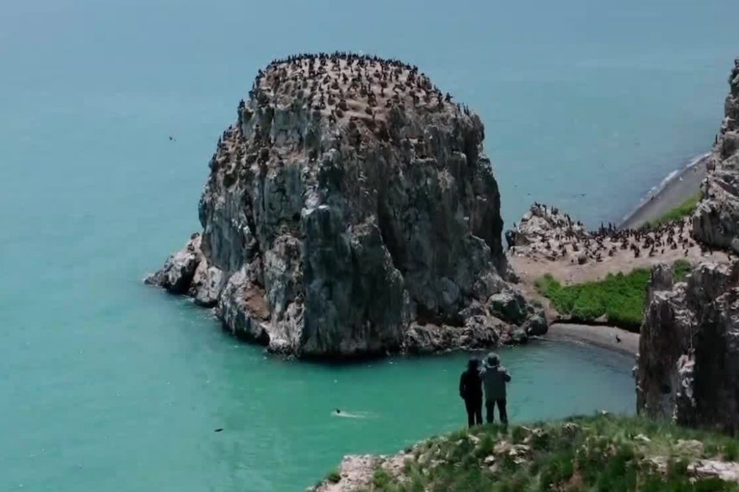 在大自然的庇护下，青海湖鸟岛成为最具生物多样性的岛屿