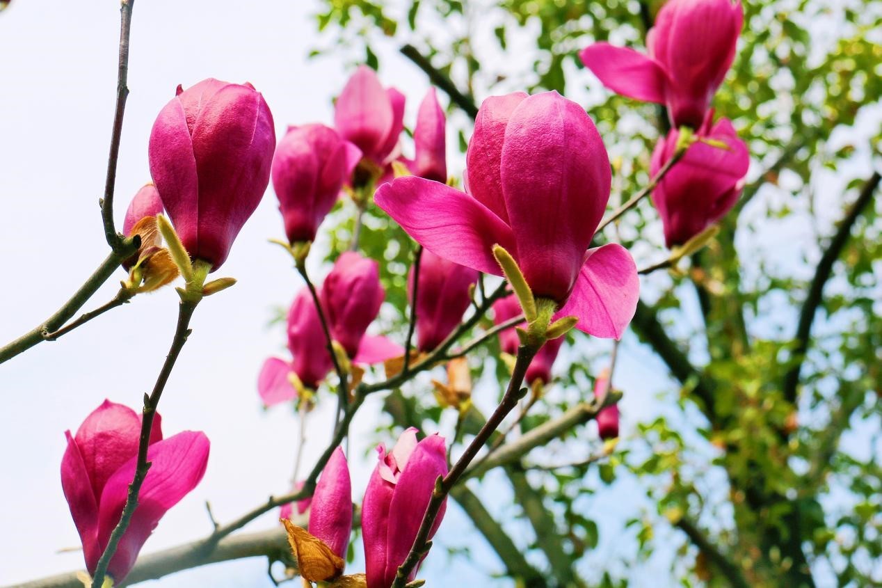 芙蓉镇双世度假区「春日赏花图鉴」请查收！