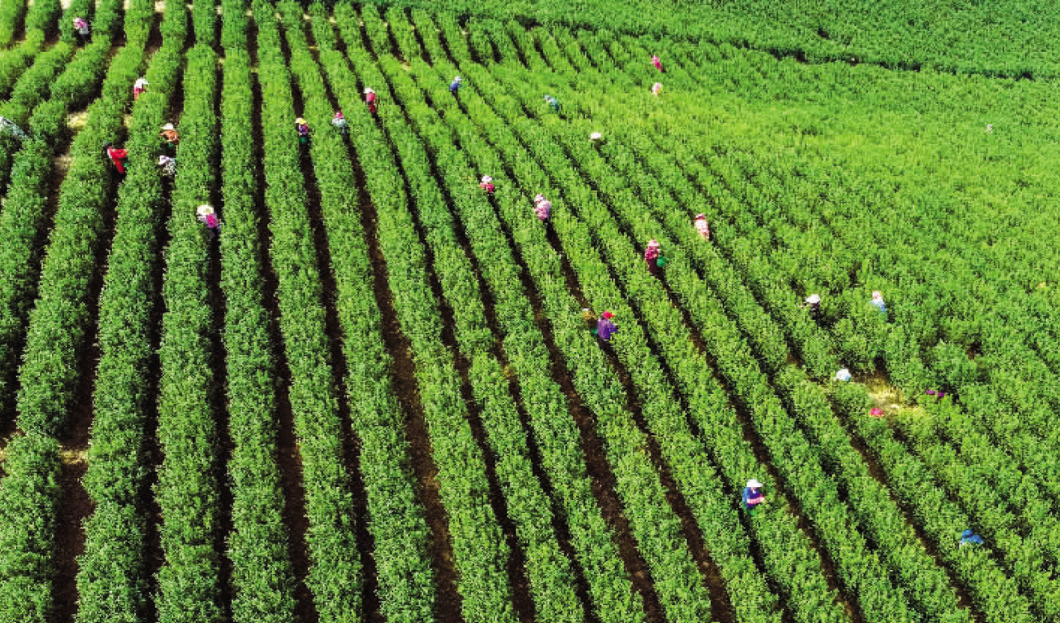 余干:采春茶(图)凤凰网江西_凤凰网