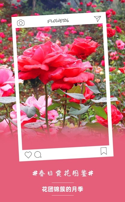 芙蓉镇双世度假区「春日赏花图鉴」请查收！