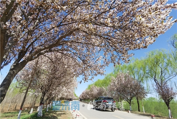 济南黄河南岸绽放泉城最美樱花大道