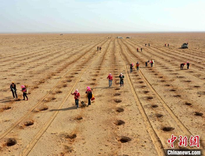 3月下旬,一支支“播绿”队伍早已“酣战”在甘肃省武威市民勤县红砂岗镇东部的戈壁沙海中。马爱彬 摄