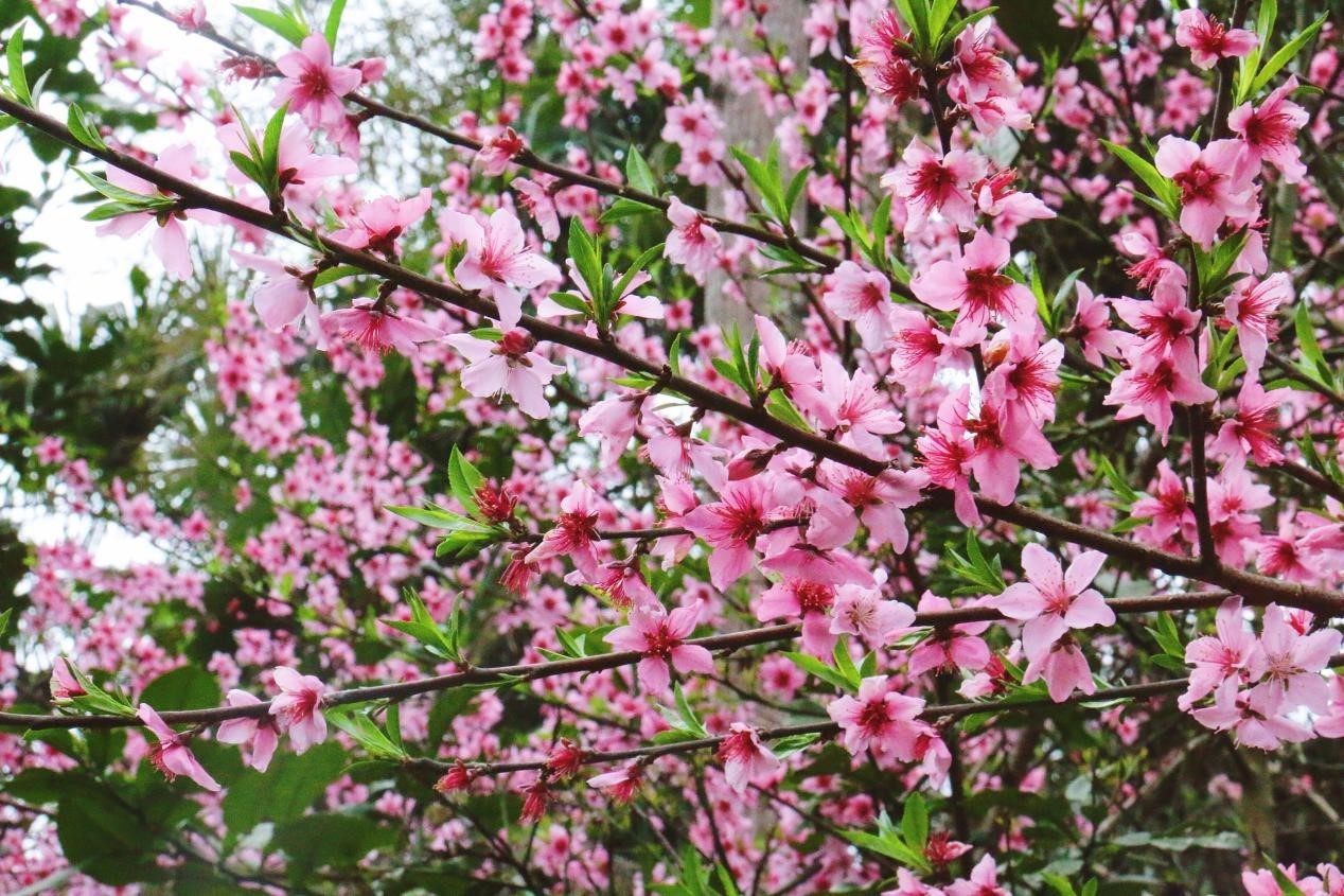 芙蓉镇双世度假区「春日赏花图鉴」请查收！