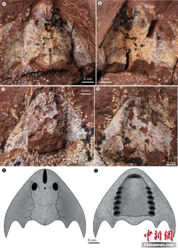 俊卿清水鱼化石照片与复原图。 图源：盖志琨摄/冯鸣娟绘 中科院古脊椎所 供图