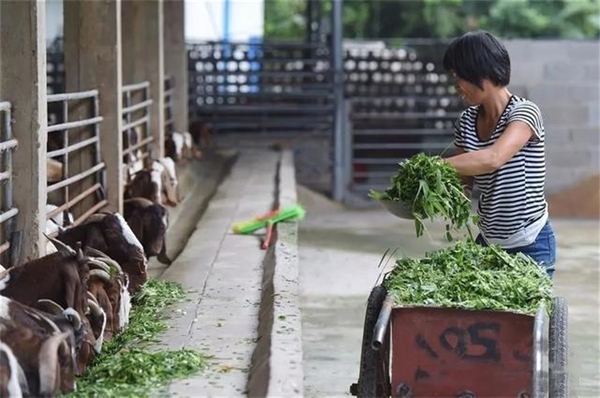 一年割8次、种一次能长15年!巨菌草真的能发家致富吗?